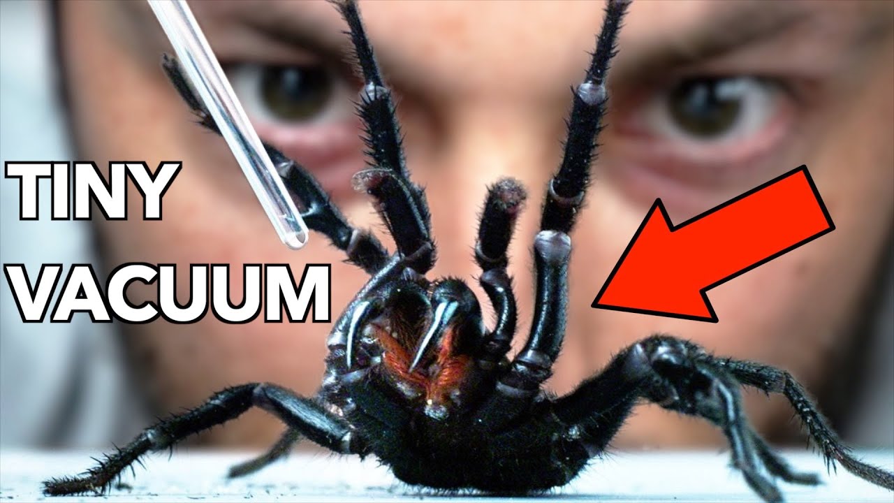 How To Get Venom From The World's Deadliest Spider