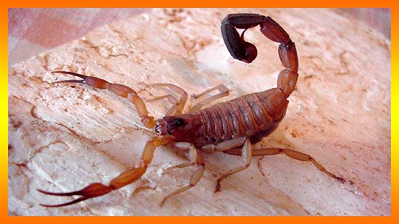 Que significa soñar con escorpion